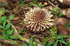 Balanophora fungosa subsp. indica